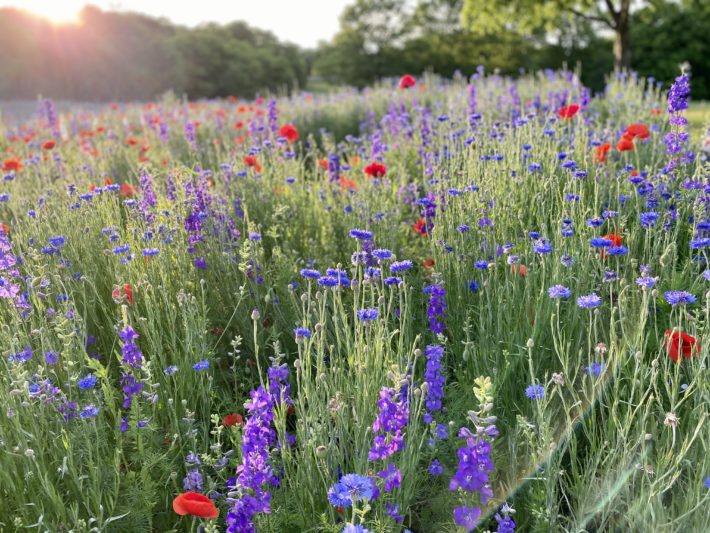 Texas wildflowers